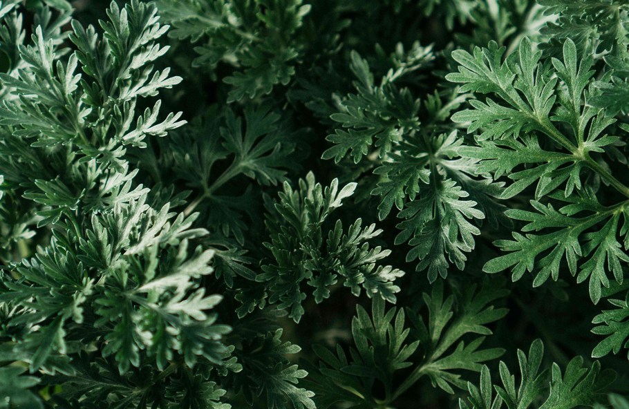 Wormwood: The worm killer and digestion healer